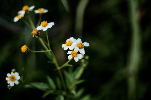 Free Capture the beauty of delicate white wildflowers blooming in vibrant green surroundings. Stock Photo