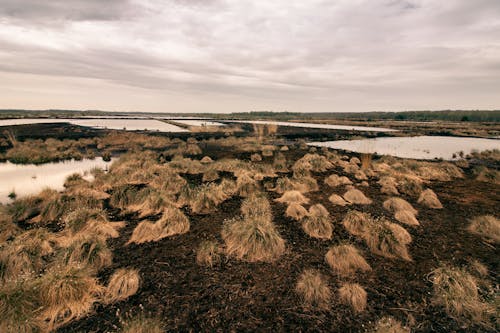 Fotobanka s bezplatnými fotkami na tému kríky, močiar, mokrina