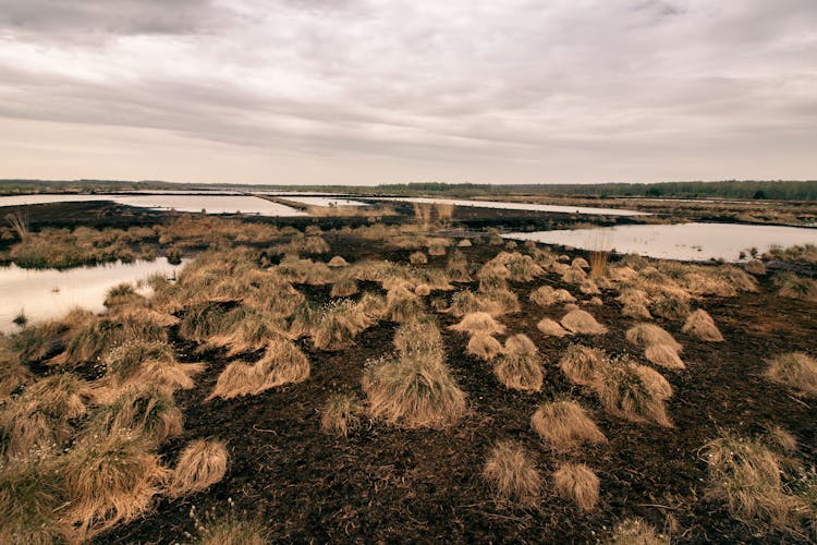 Marshland Under Gloomy Sky 