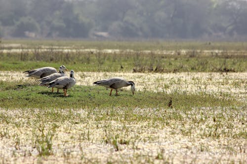 Gray Birds on Grass Field