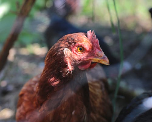 Close-up Photo of a Hen 