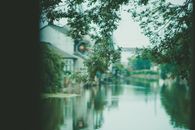 Green Trees Beside Body of Water