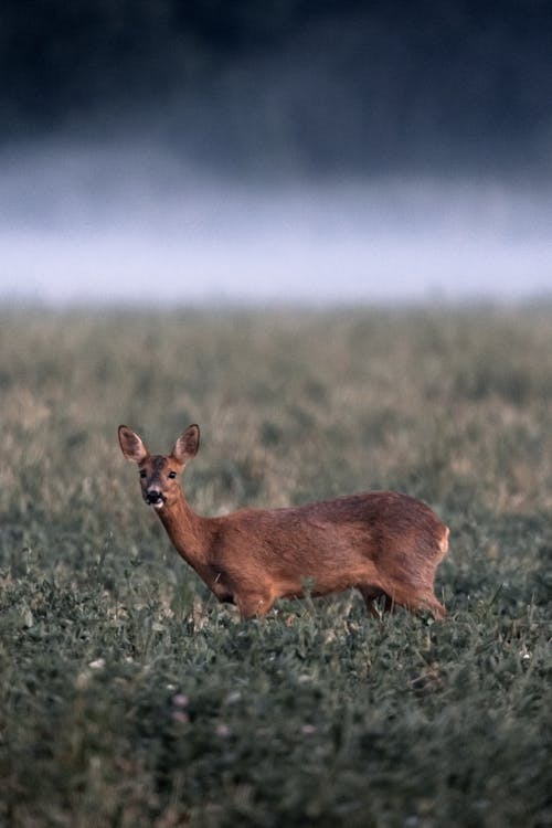 Free A Deer in the Wild Stock Photo