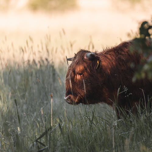 A Highland Cattle on Grass Field