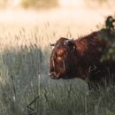 A cow in a field in summer