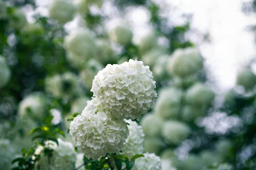 Beyaz çiçekler, bitki, bitki örtüsü içeren Ücretsiz stok fotoğraf