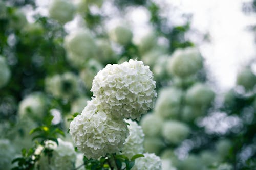 White Flowers in Tilt Shift Lens