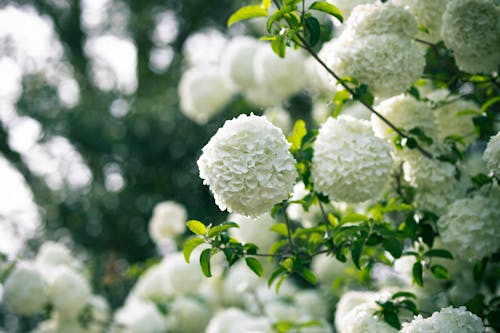 A Close-Up Shot of Chinese Snowball Viburnum Flowers in Bloom
