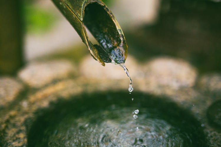 A Close-Up Shot Of Water Dripping From A Bamboo