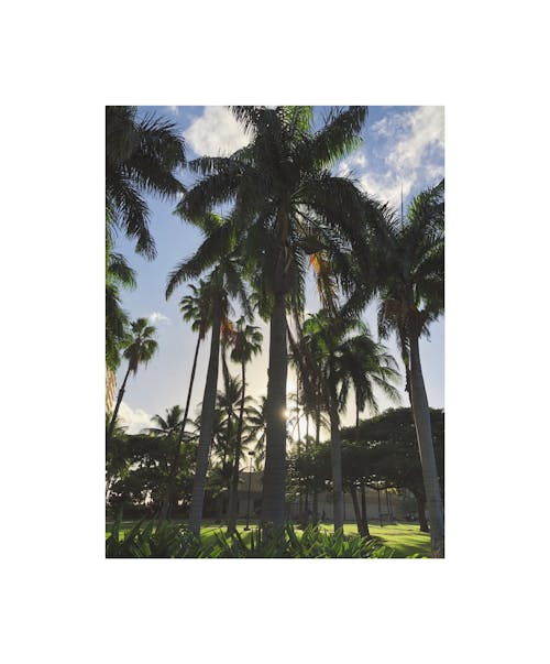 Fotobanka s bezplatnými fotkami na tému dlaň, Havaj, tmavo zelená