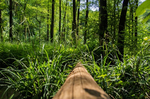 Foto stok gratis alam, bidang hijau, hutan