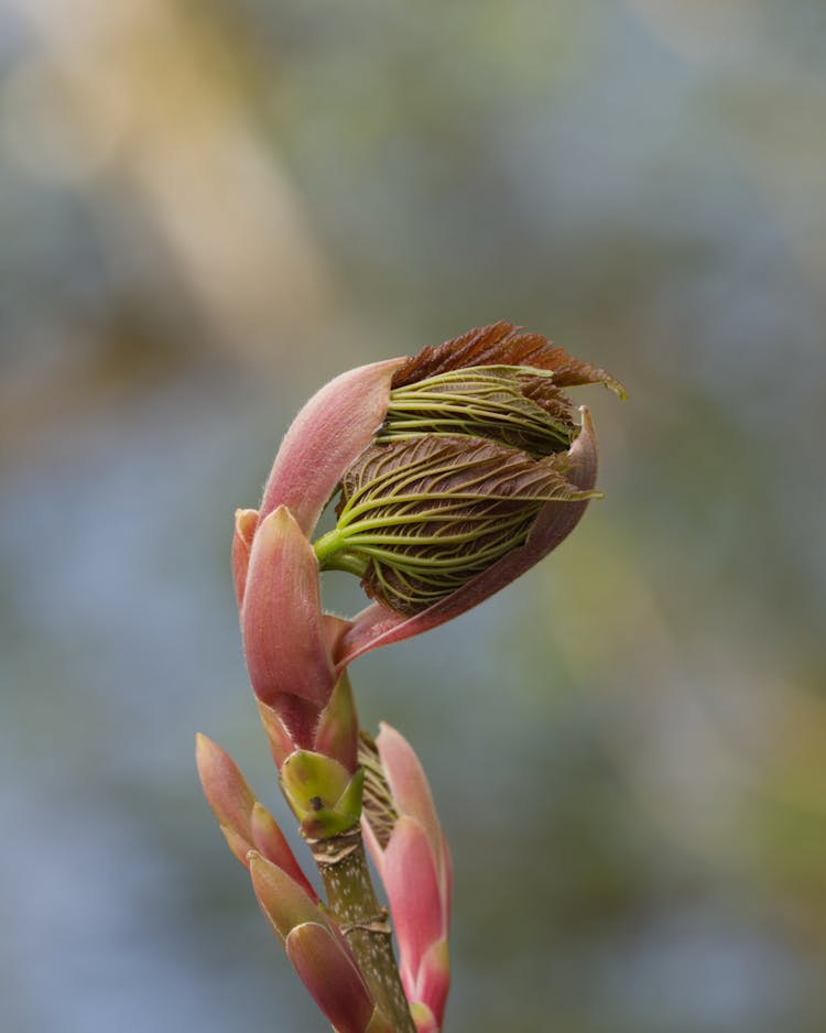 Budding Leaves Of A Plant