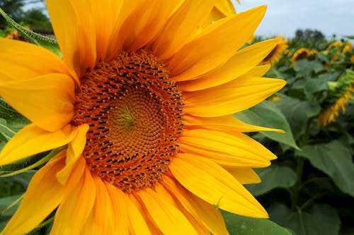 向日葵, 微妙, 植物群 的 免费素材图片