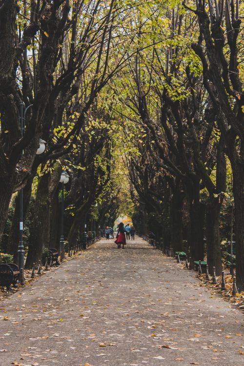 Free Enjoy a peaceful walk along a leaf-covered pathway beneath tall trees in a forest park during autumn. Stock Photo