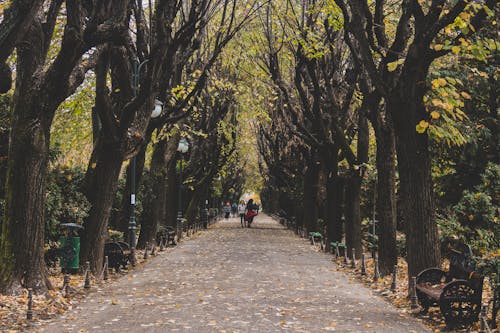 People Walking on Pathway Between Trees
