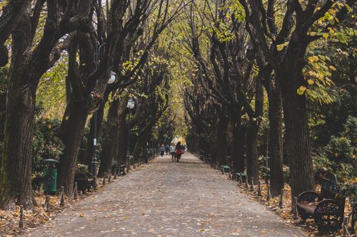 Free Serene autumn park pathway with trees arching overhead, inviting a peaceful stroll. Stock Photo