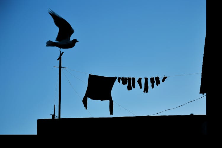 A Bird Flying Near The Wire With Hanging Clothes