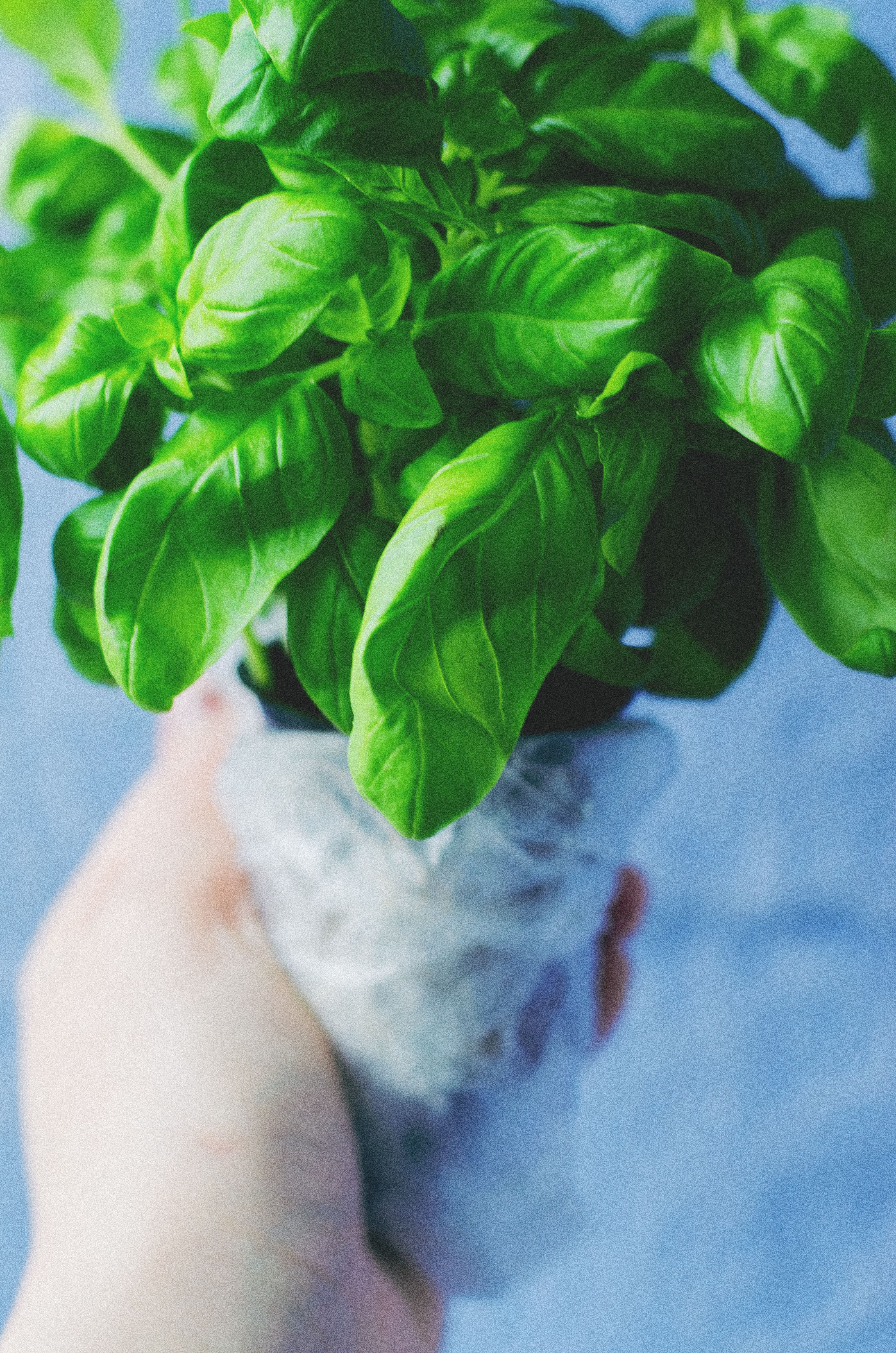 Close-up view of fresh green basil leaves held in a hand, showcasing their vibrant color and texture.