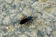Black and Red Bug on Gray and White Marble Surface