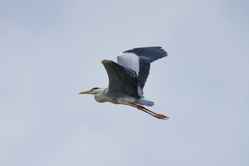 Grey Heron Flying Under Clear Sky