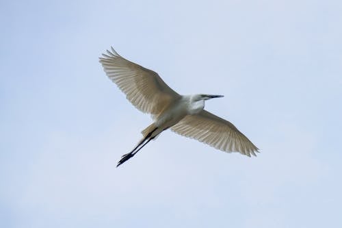 Бесплатное стоковое фото с большая белая цапля, животное, летающий