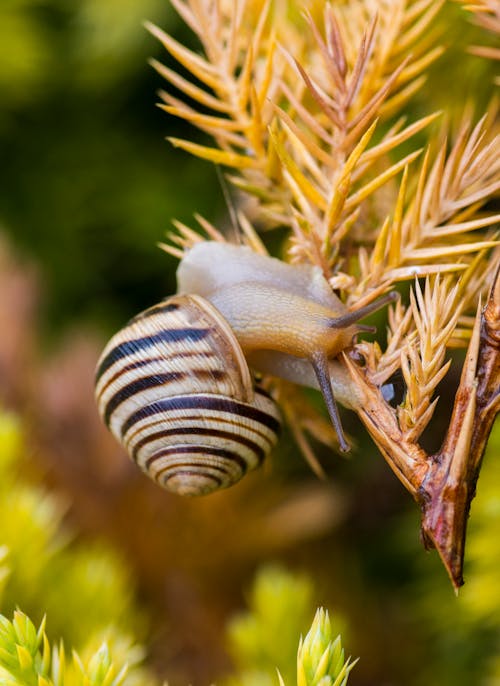Gratis arkivbilde med gastropod, makrofotografering, snegle Arkivbilde