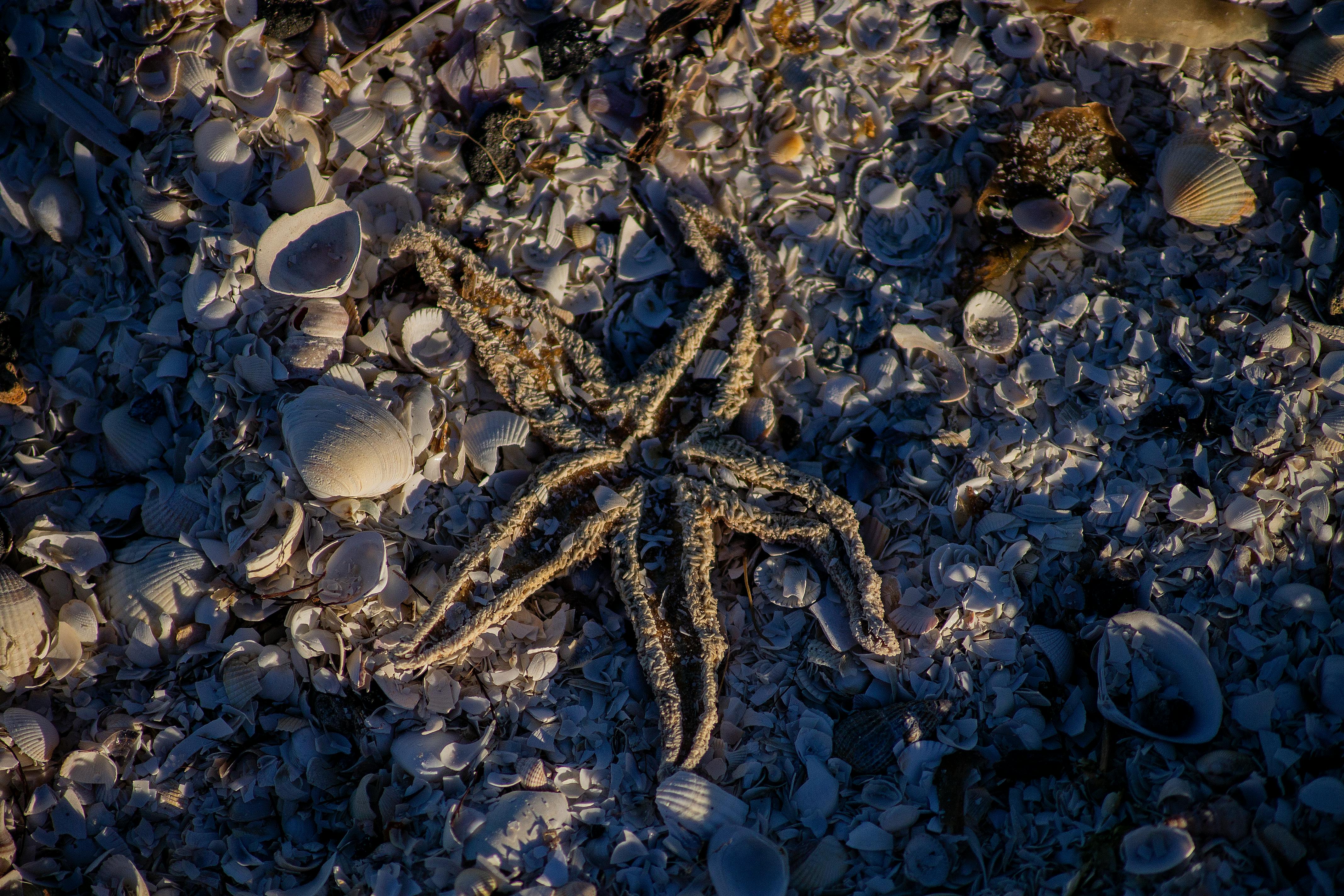 Free stock photo of animal, beach, beach shell