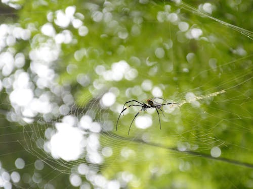 Foto profissional grátis de animais selvagens, aracnídeo, aranha