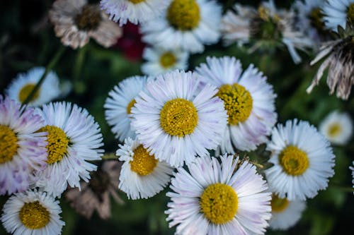 Free Close-up Photo of White Daisy Flowers  Stock Photo