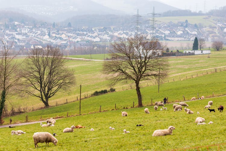 Herd Of Sheep On Pasture