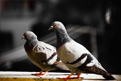 Close-up Photo of Perched Pigeon 