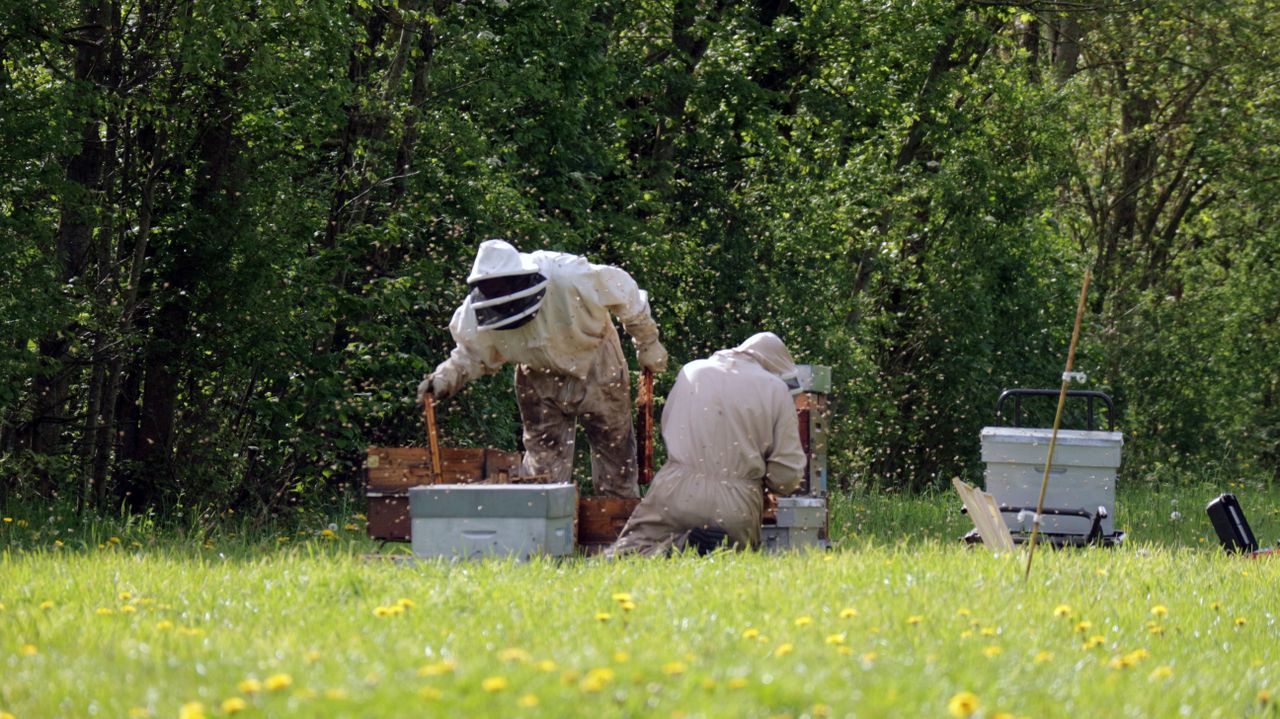 Concours départemental des miels en Aveyron : 37 producteurs récompensés