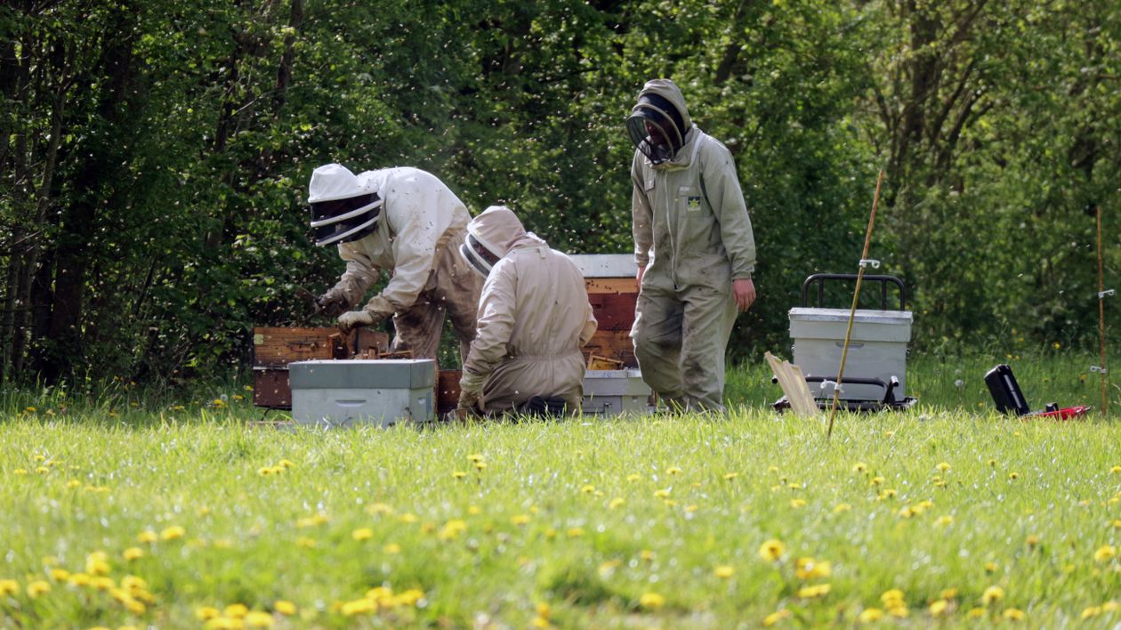 Foto de stock gratuita sobre abeja, abejas, actividad al aire libre ...