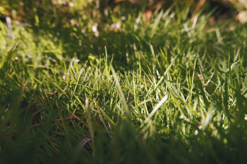 Free II. Touch some grass (August 2020) Stock Photo