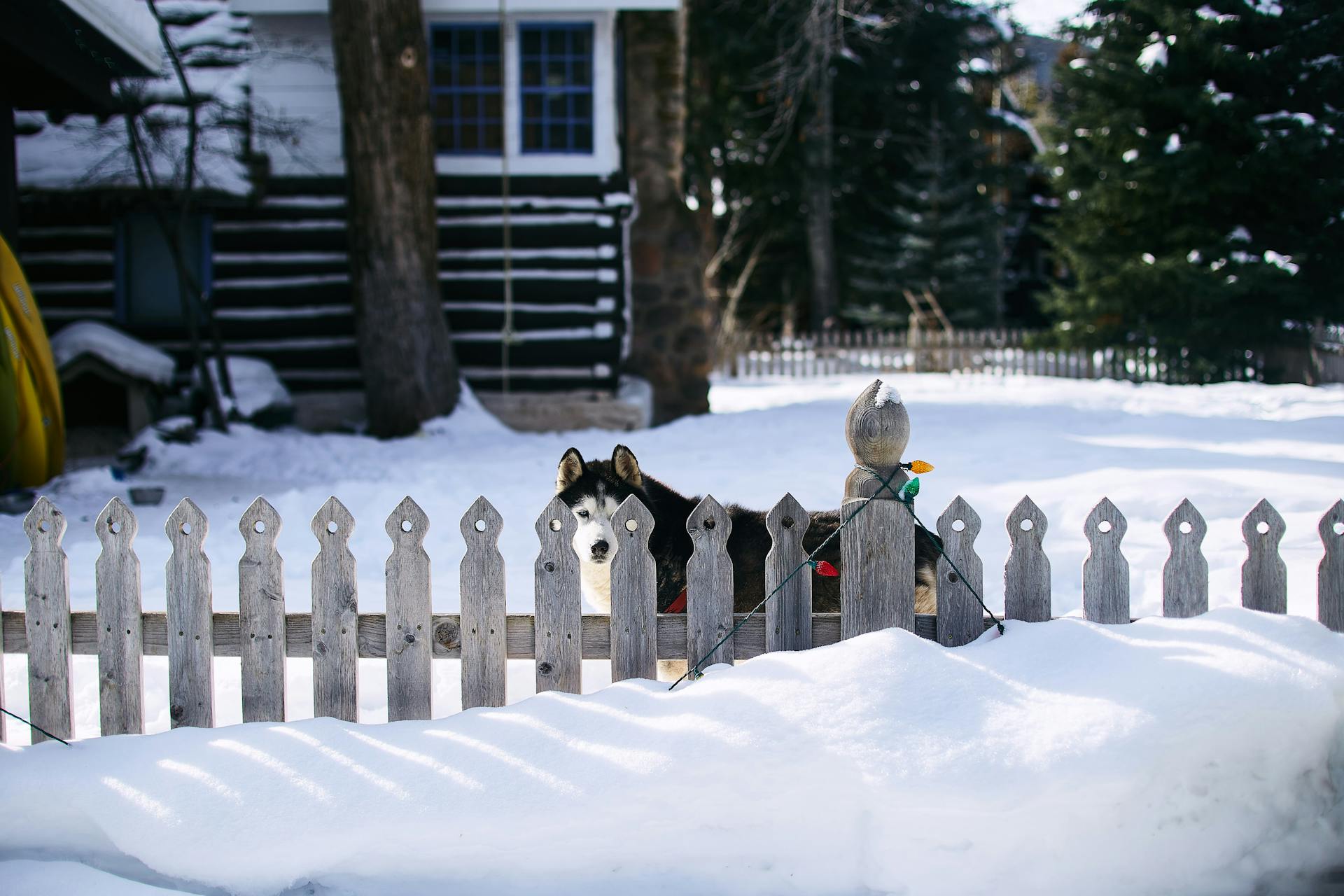 A Dog in a Yard in Winter