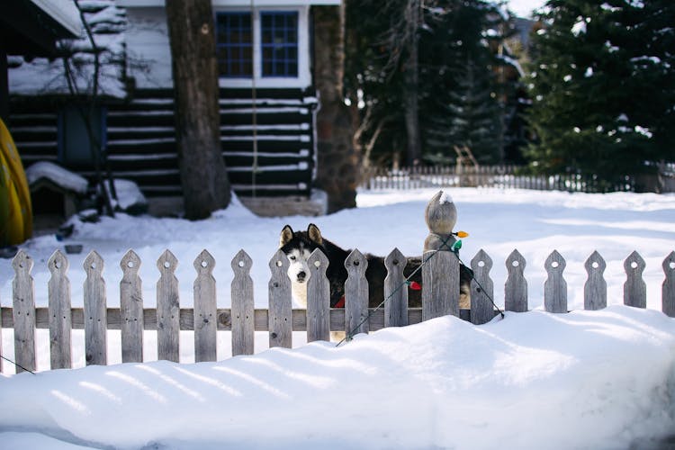 A Dog In A Yard In Winter