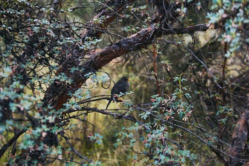 Common Blackbird Sitting in a Tree