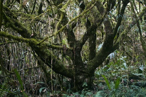 Fotobanka s bezplatnými fotkami na tému cestovné destinácie, dažďový prales, džungľa