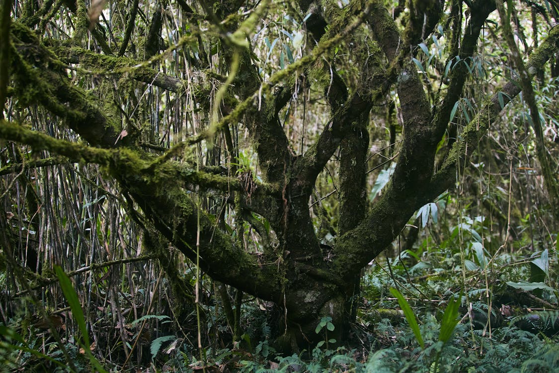 Základová fotografie zdarma na téma cestovní destinace, dešťový prales, džungle