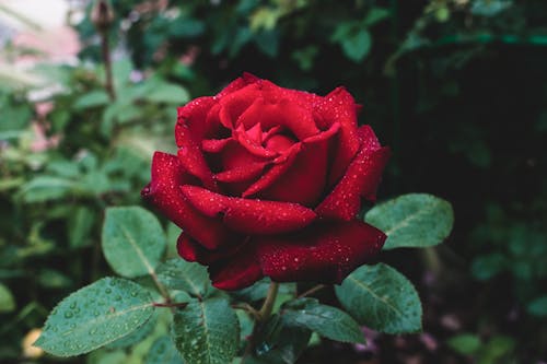 Free Close-up Photo of Red Rose  Stock Photo