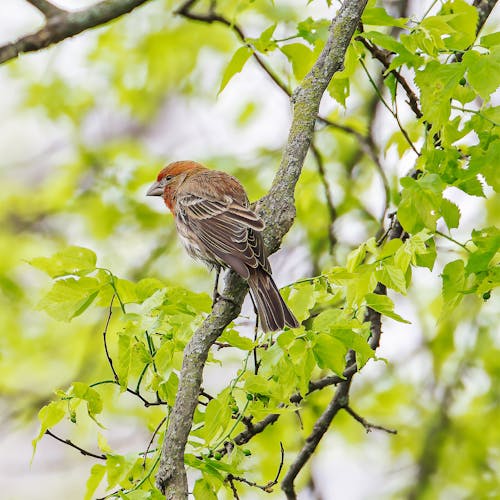 Free Red House Finch Stock Photo