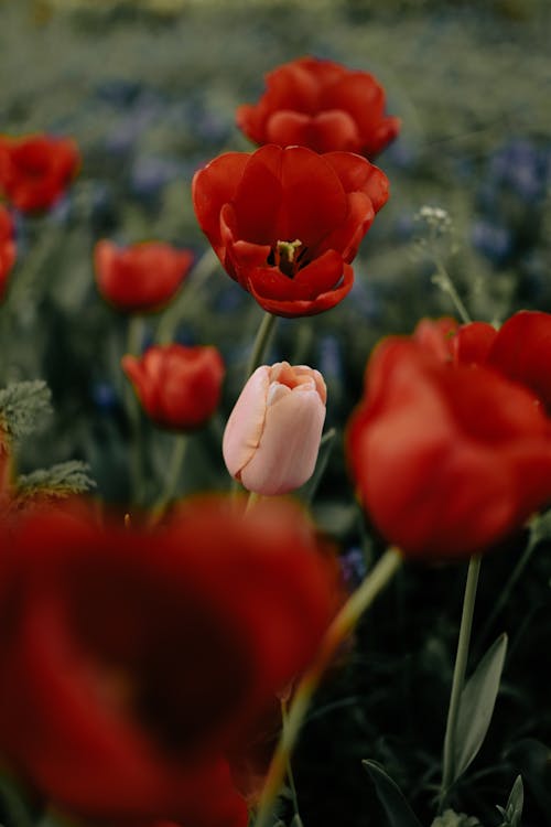 Close-Up Photo of Tulip Flowers