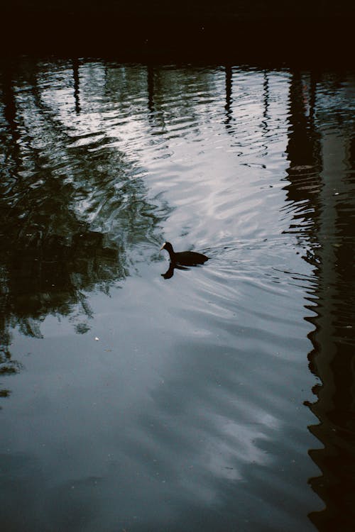 Free Black Duck on Water Stock Photo
