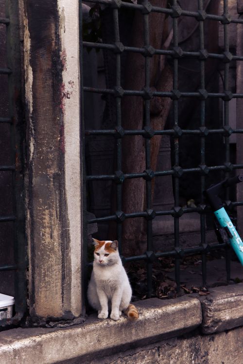 Free Cute stray cat sitting on a stone ledge by a metal fence in an urban setting. Perfect for pet-themed stock images. Stock Photo