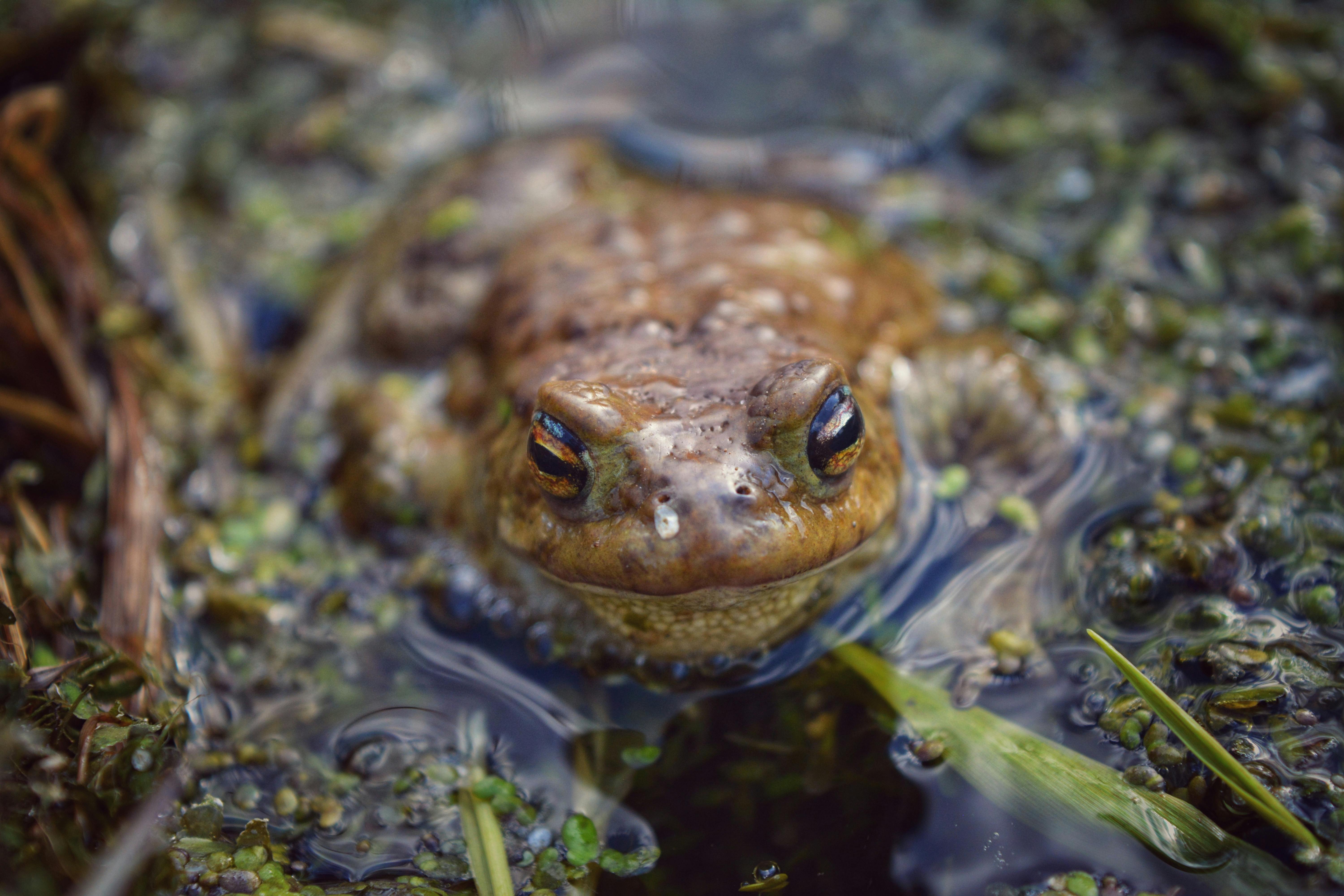 Orange and Black Frog · Free Stock Photo