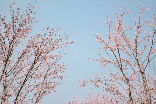 Free Serene view of cherry blossoms under a clear blue sky, perfect for spring-themed visuals. Stock Photo