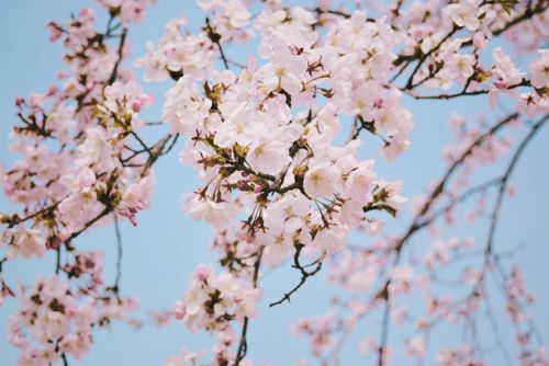 Free Capture of delicate cherry blossoms blossoming under a clear blue sky, epitomizing springtime. Stock Photo