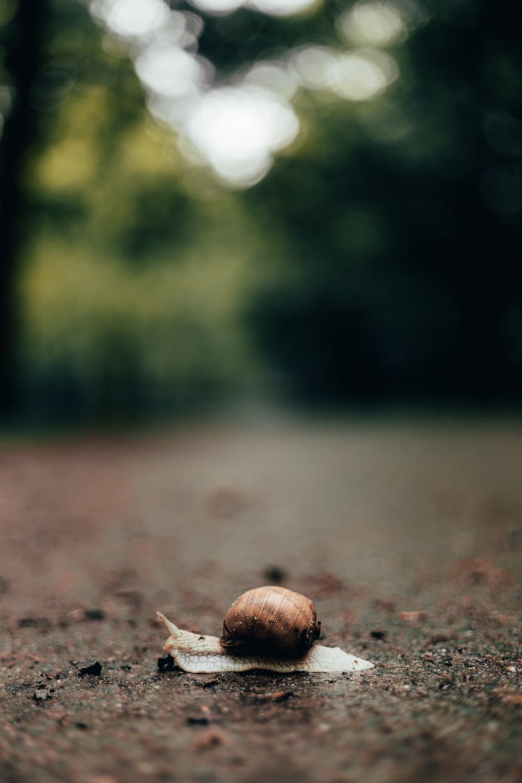 Close Up Shot Of A Snail