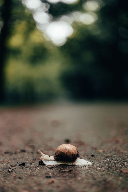 Free Detailed shot of a snail on a rainy forest trail, emphasizing nature and wildlife. Stock Photo