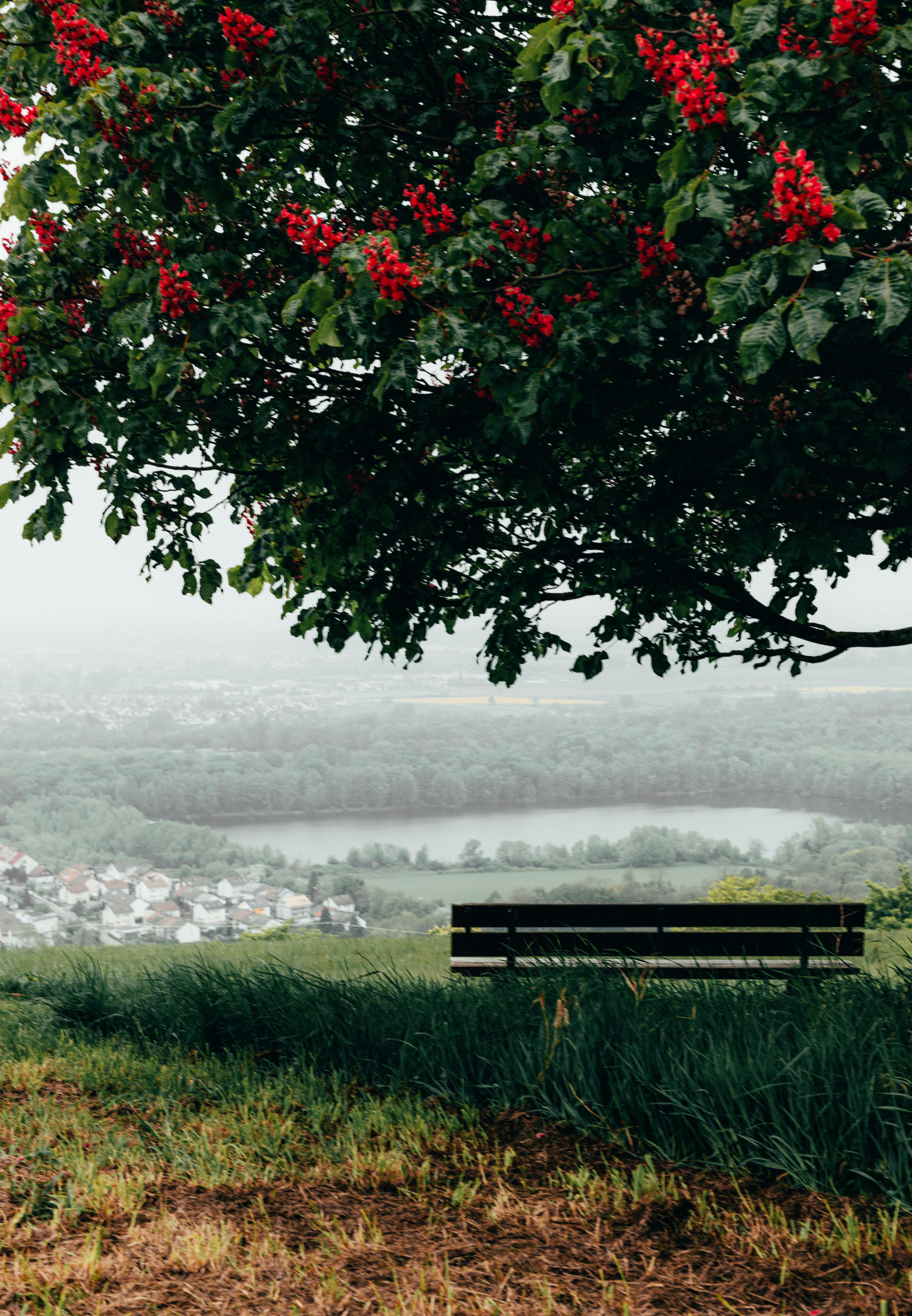 Peaceful park bench under a flowering tree with a view of Bruchsal, Germany. Ideal for serene moments.